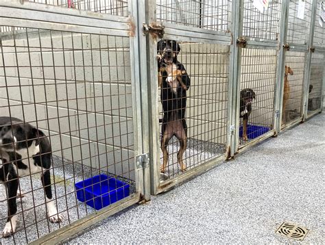 A Dream Come True For A Shelter Dog